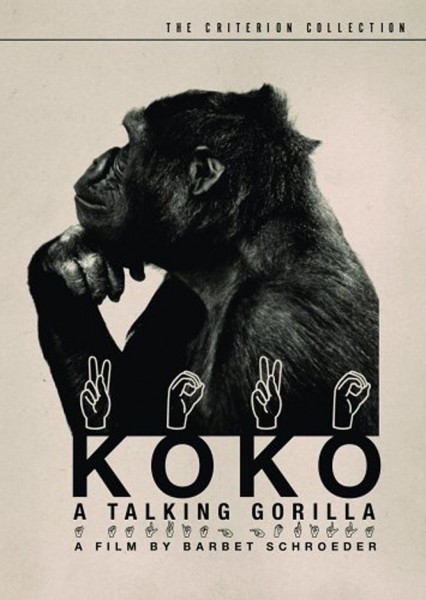 Koko, le gorille qui parle