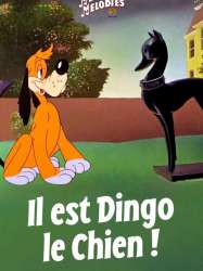 Il est dingo le chien