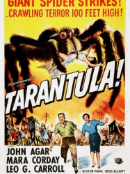 Tarantula !