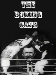 The Boxing Cats