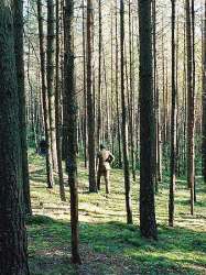 Dans la forêt de Katyń